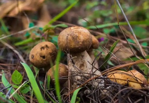 如何快速降低嘌呤 野生菌的嘌呤高吗