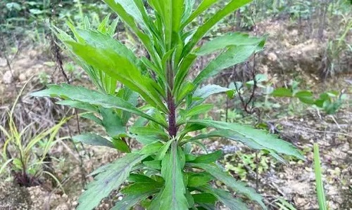 飞蓬草的功效和作用是什么 飞蓬草能治什么病