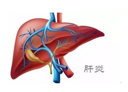 肝炎吃什么好 吃枸杞能养肝吗