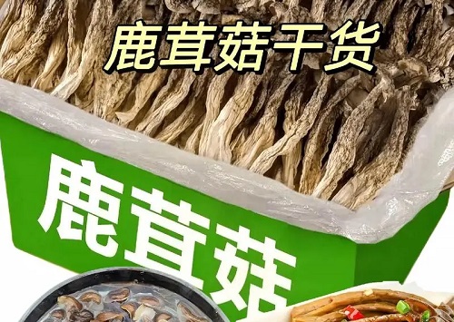 鹿茸菇的功效与作用是什么 鹿茸菇与牛肉能同吃吗