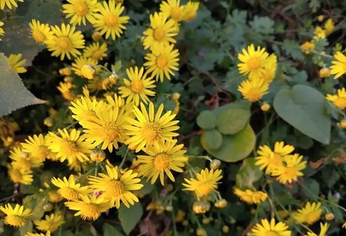 野菊花的功效是什么 野菊花能降血压吗