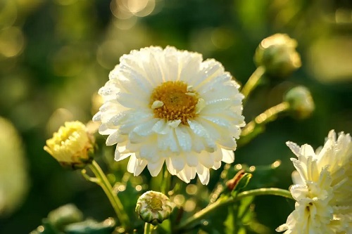 杭白菊的功效是什么 杭白菊和胎菊哪个好